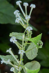 Cestrum mariquitense