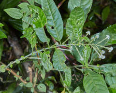 Cestrum mariquitense