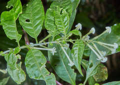 Cestrum mariquitense