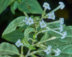Cestrum mariquitense