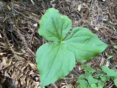 Trillium ovatum