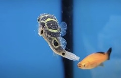 Dichotomyctere ocellatus