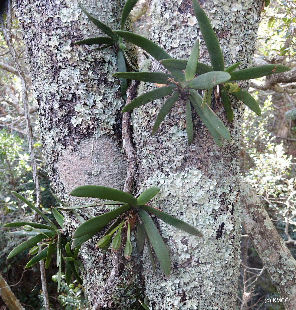 Angraecum leonis (Rchb.f.) Veitch