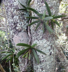 Angraecum leonis image