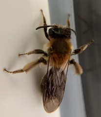 Andrena helvola