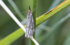 Chrysocramboides craterella