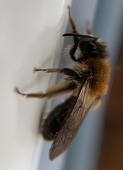 Andrena helvola