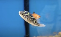 Dichotomyctere ocellatus