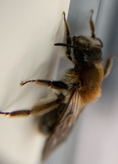 Andrena helvola