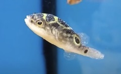 Dichotomyctere ocellatus