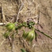Solanum corneliomulleri - Photo (c) cstobie,  זכויות יוצרים חלקיות (CC BY-NC)