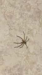 Olios sericeus