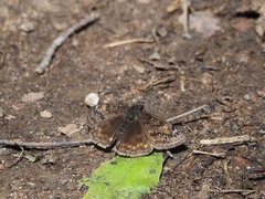 Erynnis lucilius