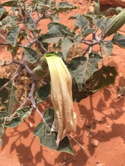 Datura wrightii