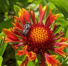 Megachile campanulae