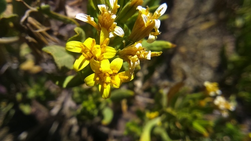 Image of Trixis Cacalioides (Trixis cacalioides) by (c) cstobie, some rights reserved (CC BY)