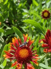 Megachile campanulae