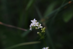 Galium pumilum