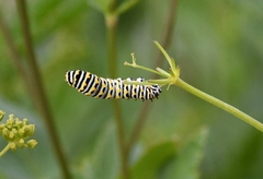 Papilio polyxenes