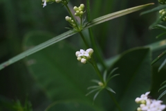 Galium pumilum
