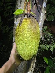 Artocarpus heterophyllus image