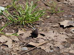 Erynnis lucilius