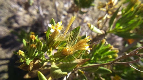 Image of Trixis Cacalioides (Trixis cacalioides) by (c) cstobie, some rights reserved (CC BY)