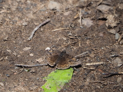 Erynnis lucilius
