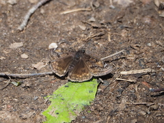 Erynnis lucilius