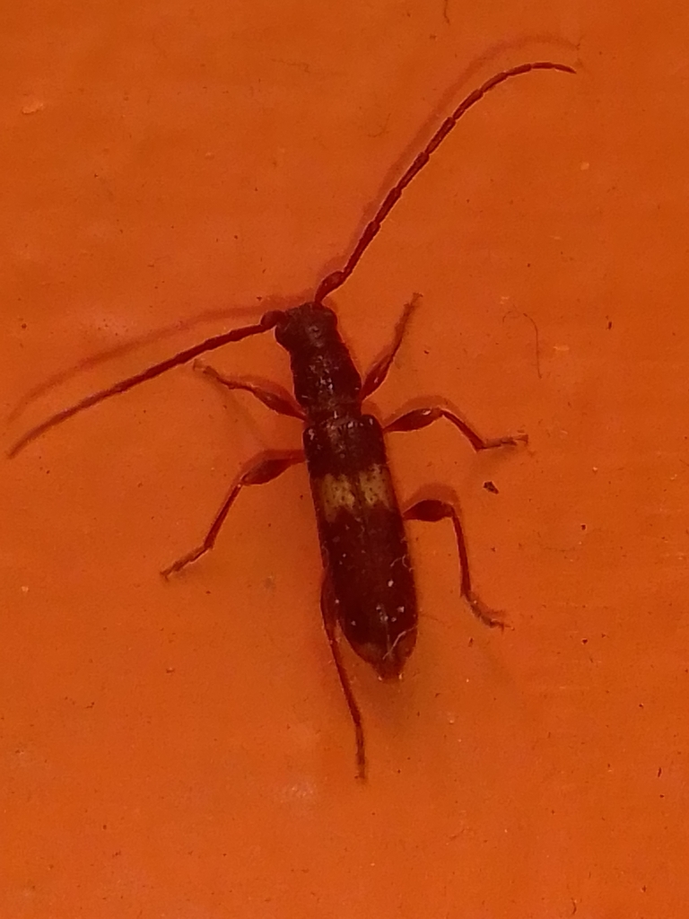Heterachthes leucoacnus
