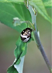Orsilochides stictica