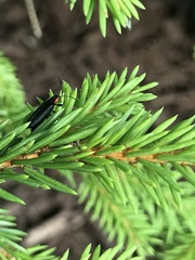 Lucidota atra