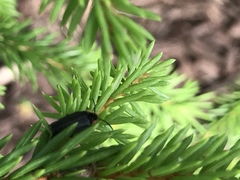 Lucidota atra