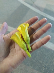 Cascabela thevetia peruviana