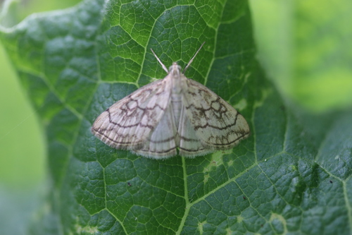 Purple-backed Cabbageworm Moth, Lisse, Zuid-Holland, Netherlands, photo 5 of 10