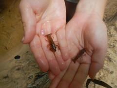 Procambarus pentastylus