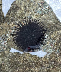 Echinometra vanbrunti