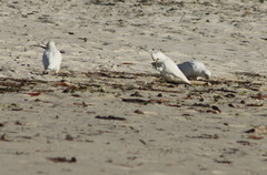 Cacatua sanguinea gymnopis