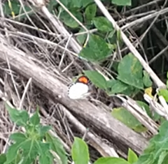 Colotis euippe euippe