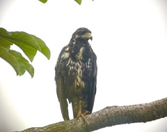Buteogallus anthracinus