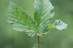Dasineura ulmaria