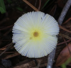 Leucocoprinus fragilissimus image