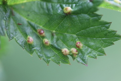 Dasineura ulmaria