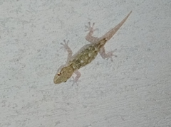 Tarentola mauritanica