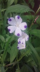 Nemophila maculata