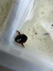 Thermonectus