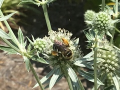 Melissodes communis communis