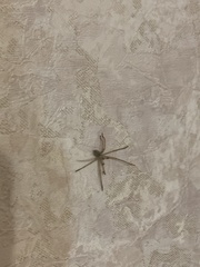 Olios sericeus