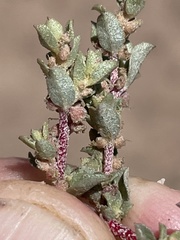 Atriplex pacifica
