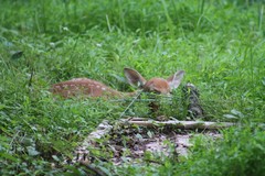Odocoileus virginianus